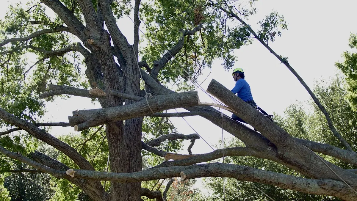 Professional Hazardous Tree Removal performed by certified arborists in Wrightsville